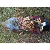 Pheasant Pelt Skin on a 1lb Canvas Dummy