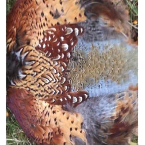 Pheasant Pelt Skin on a 1lb Canvas Dummy