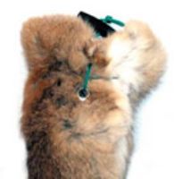 1lb Rabbit Dummy with throwing toggle