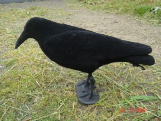 Picture of Bisley Flocked Crow Single Decoy