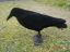 Picture of Bisley Flocked Crow Single Decoy