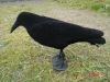 Picture of Bisley Flocked Crow Single Decoy