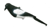 East Anglian Magpie