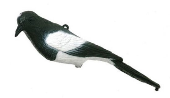 Picture of East Anglian Magpie