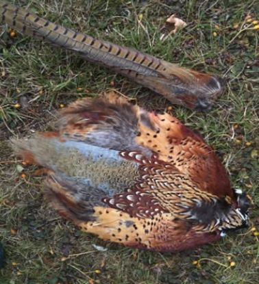 Picture of Pheasant Pelt Skin